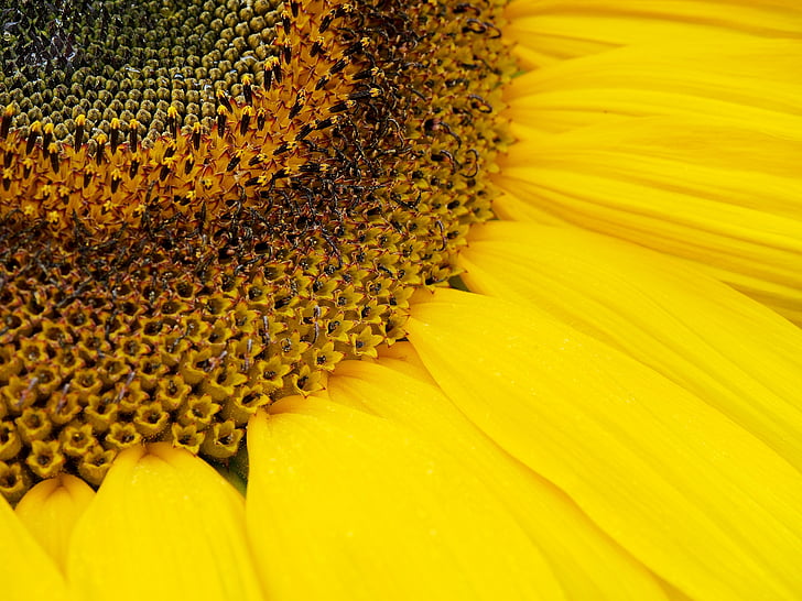bunga matahari, musim panas, matahari, bunga, mekar, Helianthus, kelopak