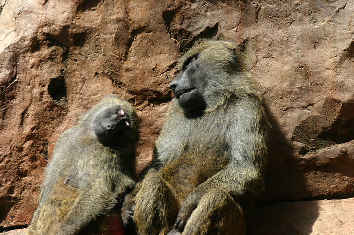 monkey, animal, sleeping