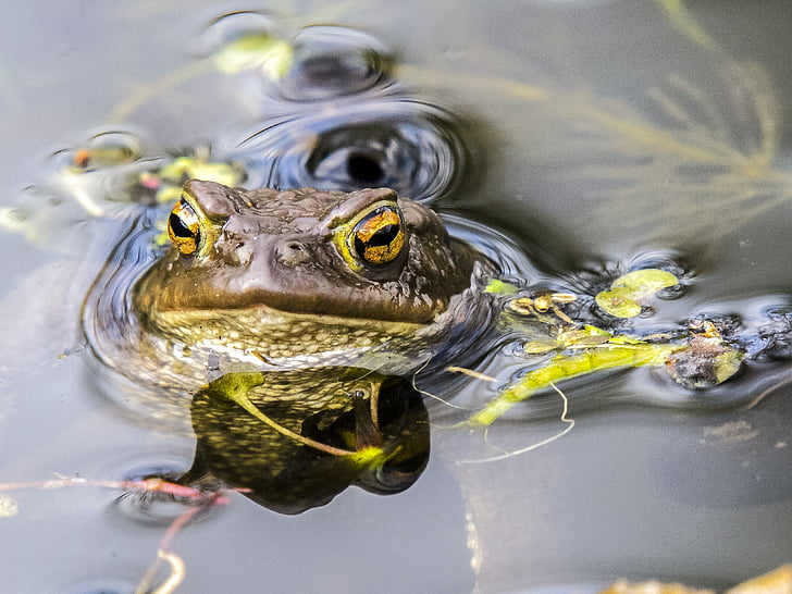 common toad, toad, amphibians, nature, animal
