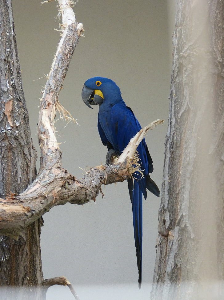 papuga, ogród zoologiczny, ptak, upierzenie, Ara, piękne, niebieski