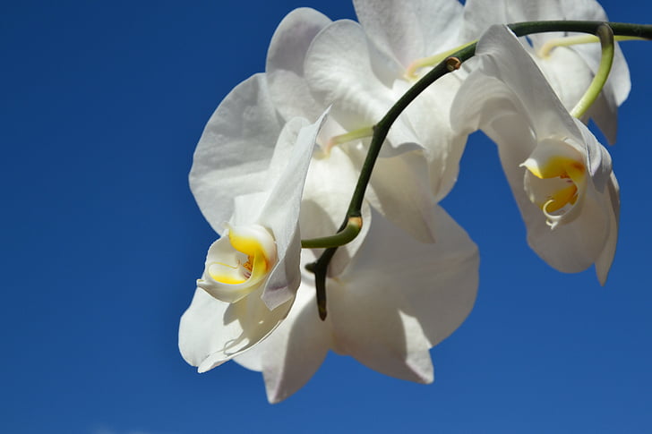 błękitne niebo, białe storczyki, biały kwiat