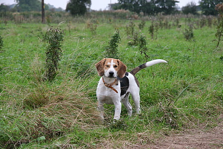 Beagle, Μπιγκλ κουτάβι, σκύλος, κατοικίδιο ζώο, κυνικός, το κουτάβι, κυνηγόσκυλο