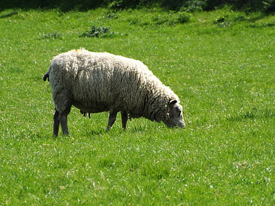 овце, животните, ферма, поле, природата