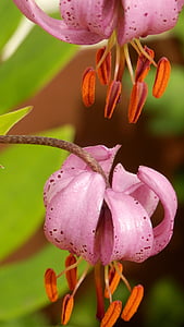 the shadow of the lily, martagon lily, pink flowers, nature, plant, flower, pink Color