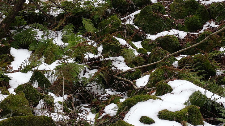 moss, winter, rock, nature, tree, snow, forest
