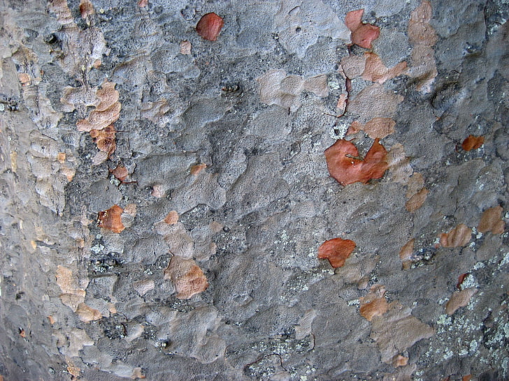 tree bark, silver color, background, bark agathis robusta, auckland, new zealand, brown beige color silver