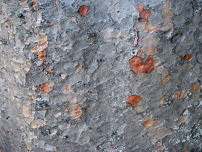 écorce d’arbre, couleur argent, arrière-plan, écorce agathis robusta, Auckland, Nouvelle-Zélande, brun beige couleur argent