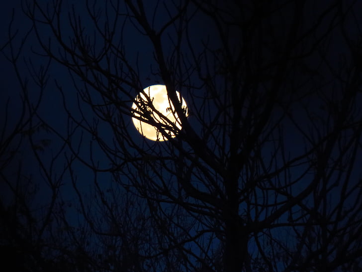 月, 月明かりに照らされました。, 青い空, 夜の空, 月と木, 月と空, 自然