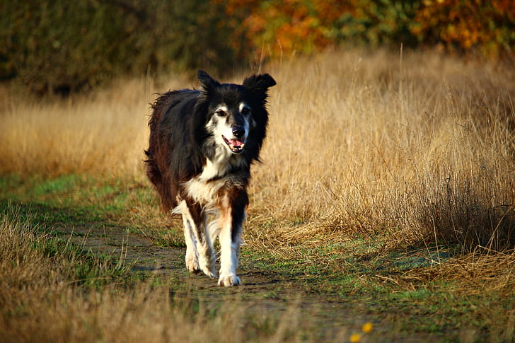fronteira, cão, cão de pastoreio, Collie, cão de pastor inglês, animal de estimação, animais de estimação