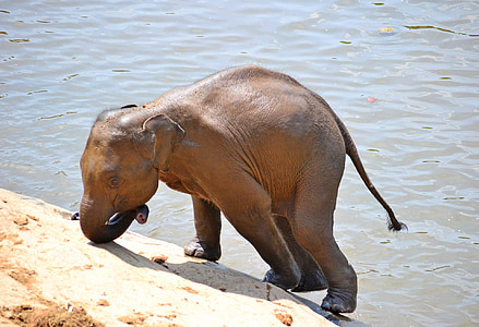 Baby elefantti, norsut, Kylpyamme, auringosta, joen Kylpyamme, River, Maha oya river