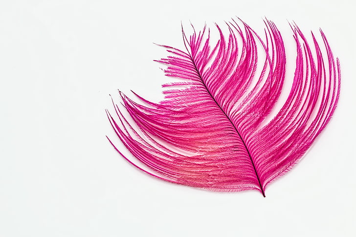 Feather, tapeet, Jaanalinnu sulg, roosa, abstraktne, kuju, taustaks