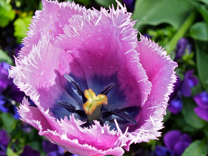 Tulipan, cvet, cvetje, pisane, vijolična, blizu, kaplja dežja
