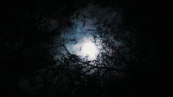 stromy, Woods, Les, tmavý, noční, měsíc, mraky