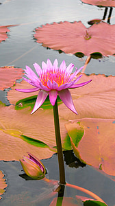 water lily, pink, lilies, aquatic, single, one, blossom