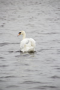 swan, animal, lake, bird, water, nature, beach