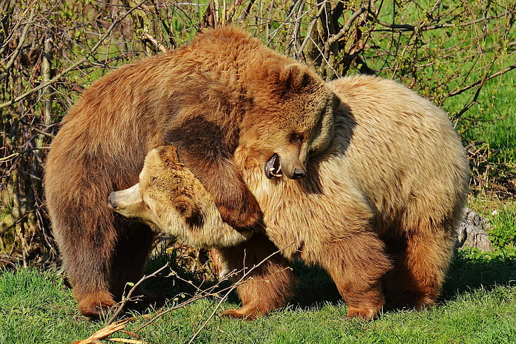 medve, Wildpark poing, játék, barna medve, vadon élő állatok, veszélyes, szőrme