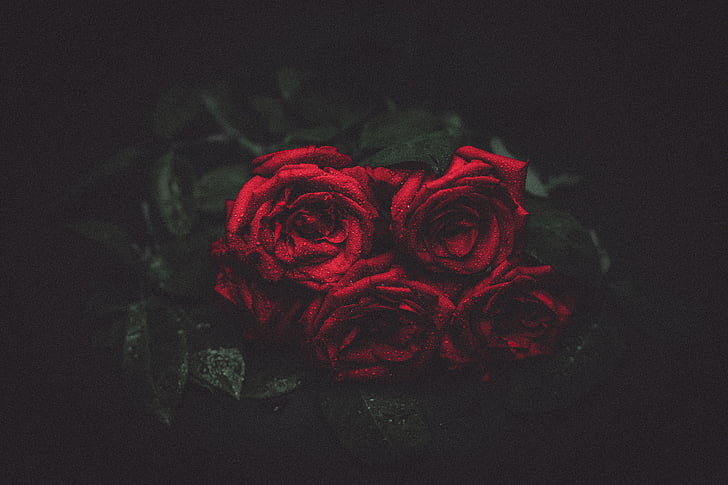 การถ่ายภาพ, สีแดง, ดอกกุหลาบ, ดอกไม้, ดอกไม้, โรส - ดอกไม้, ความรัก