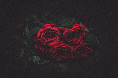 fotogrāfija, sarkana, rozes, ziedi, puķe, pieauga - ziedu, mīlu