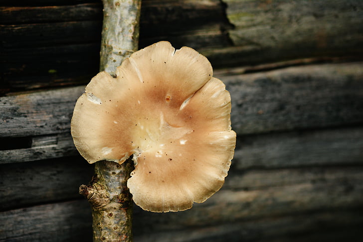 fungo de árvore, cogumelo, cogumelos na árvore, Outono, tribo, madeira, fungo