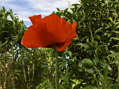 flor de amapola, flor, planta, jardín, naturaleza, rojo, verde