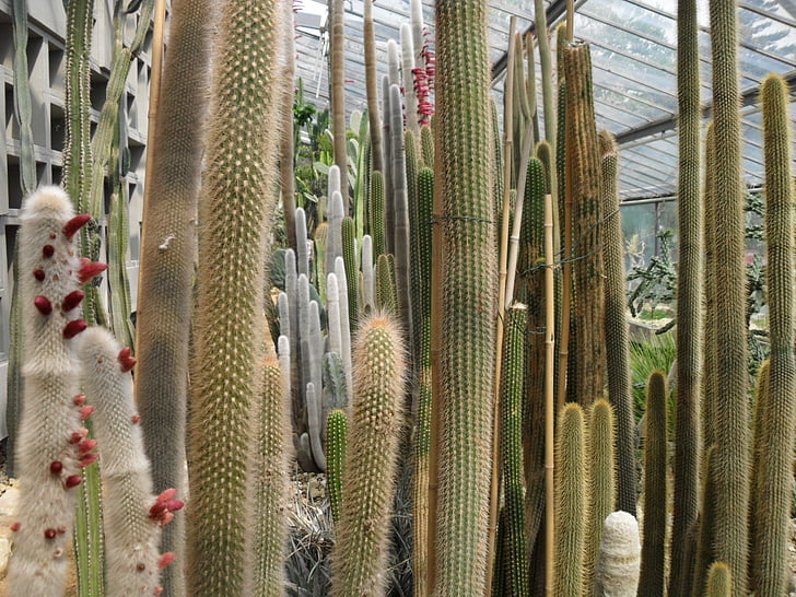 Cactus, molti, serra, lungo, alta