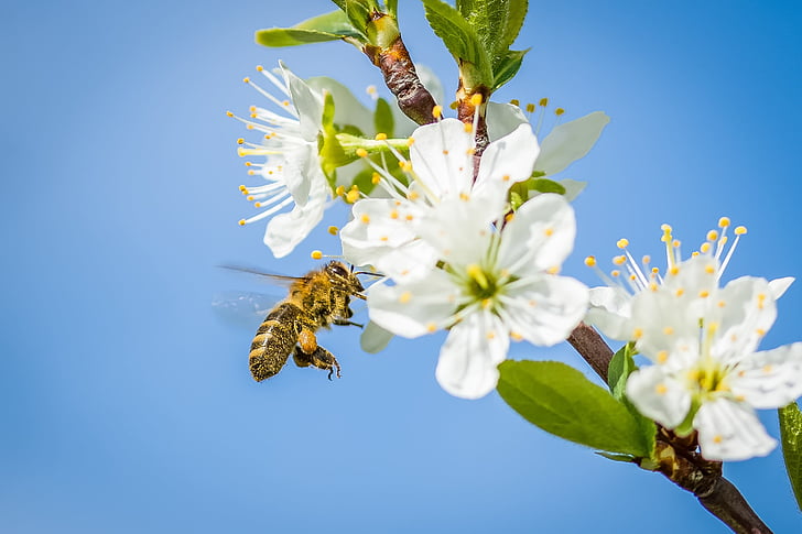 Бджола, вишневий цвіт, Весна, плодове дерево, цвітіння, цвітіння, Природа