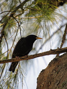 Cuervo, pájaro, un solitario, pájaro negro, negro, árbol, a sí mismo