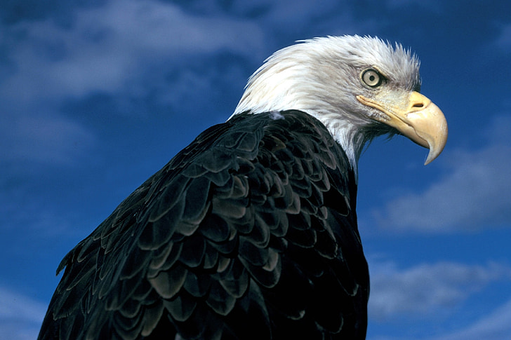 Eagle, plešatý, posadené, Raptor, vták, Príroda, divoké
