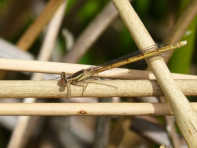platycnemis acutipennis, oranž dragonfly, detail, varred, Ilu, tiibadega putukas, Dragonfly