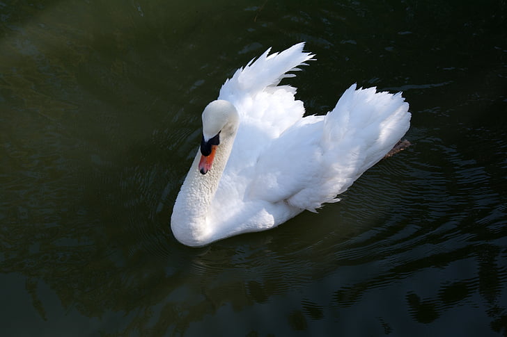 Swan, natur, vann, fuglen