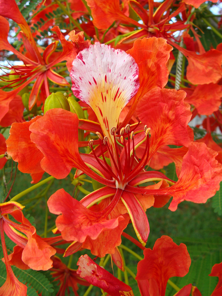 Baum, Royal poinciana, Blume, Orange, Poinciana, Sommer, Bloom