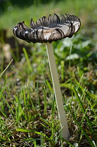 houby, Příroda, na podzim