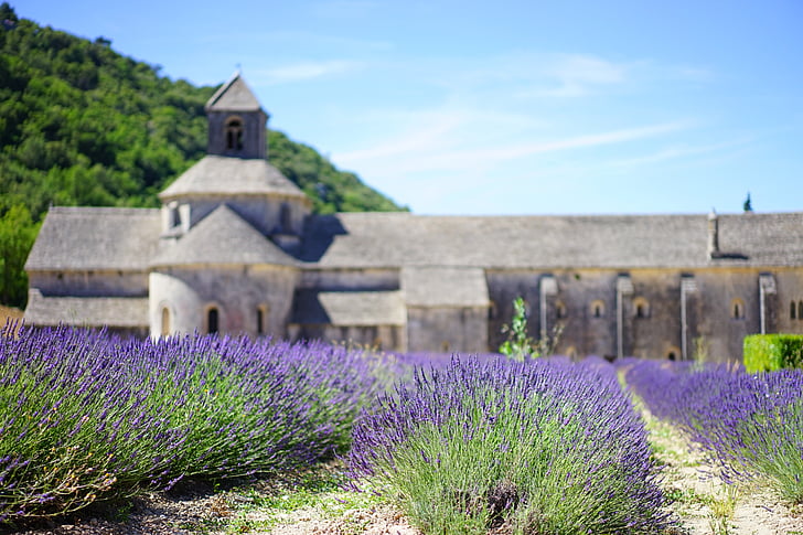 lavender, lavender blossom, lavender cultivation, lavender field, cistercian abbey, monastery, monastery church