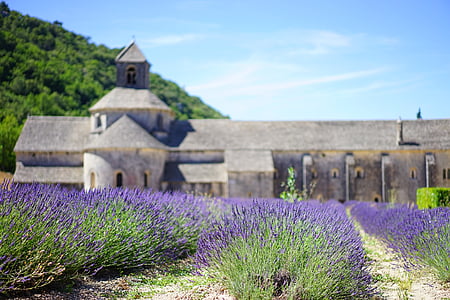 lavendel, lavendel bloesem, teelt van lavendel, Lavendel veld, Cisterciënzer abdij, klooster, kloosterkerk