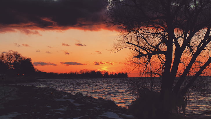 silhouette, trees, near, body, water, sunset, sea