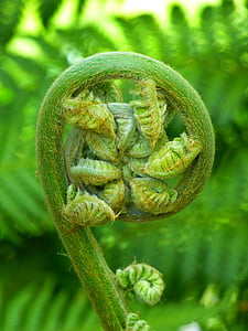 Falguera, planta, fiddlehead, desenrotllar, vaixell sporenpflanze, natura, color verd