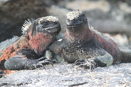 iguana marina, Lagarto, Galápagos, Ecuador, Iguana, Dragón, endémica