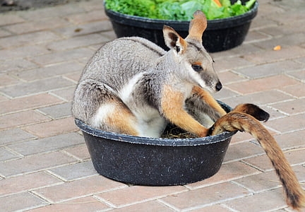 Benett canguru, Wallaby, canguru, pequeno canguru, mamífero, animal, marsupial