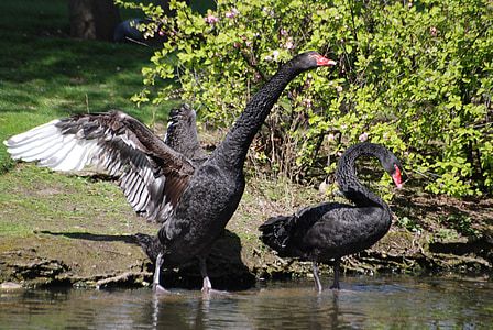 Cisne negro, Cygnus atratus, aves aquáticas, água, bico, Lago, selvagem