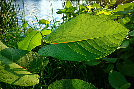 leaf, foliage, vein, backlight, structure, pattern, light