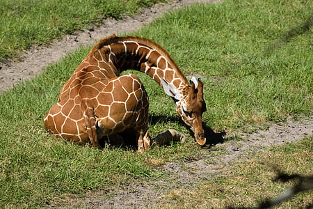 girafa nadó, animal, valent, girafa, mamífer, Safari, Àfrica
