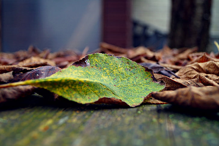 musim gugur, kasus, daun, hijau, melihat warna-warni, daun, alam