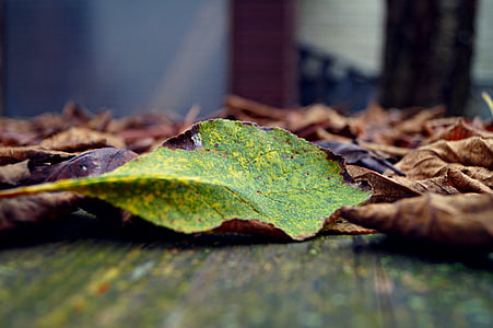 otoño, caso, hojas, verde, colorido aspecto, hoja, naturaleza