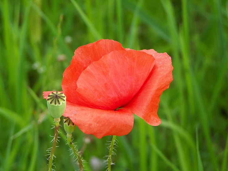 czerwonym makiem, Meadow kwiat, Natura