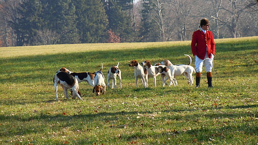 perros, de la caza, chaqueta roja, Inglés, mascota, animal, nacionales