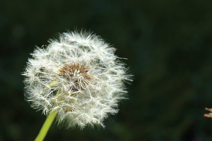 wish, dandelion, blow, wishing, luck, dream, wind