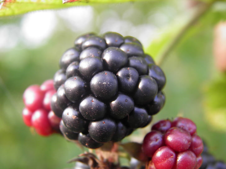 BlackBerry, gyümölcs, fekete