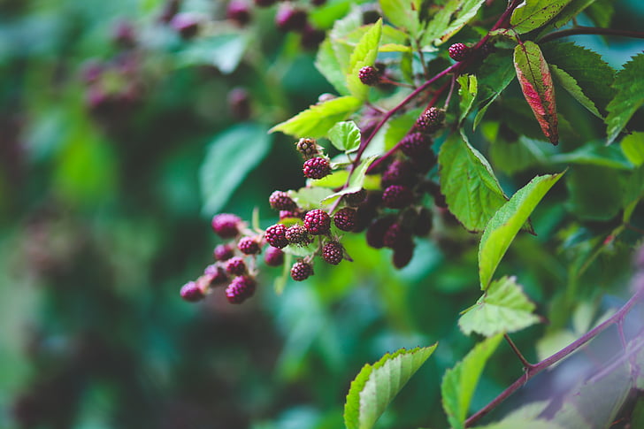 young, blackberries, growth, plant, green color, leaf, nature