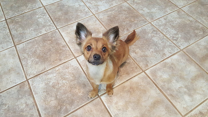 Chihuahua, contato visual, sentado