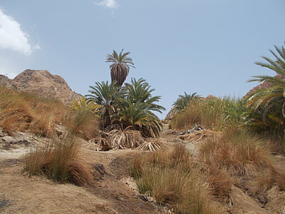 nature, kini oasis, Égypte, paysage, palmiers